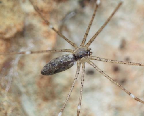 Réf. 233 587 : Holocnemus sp.